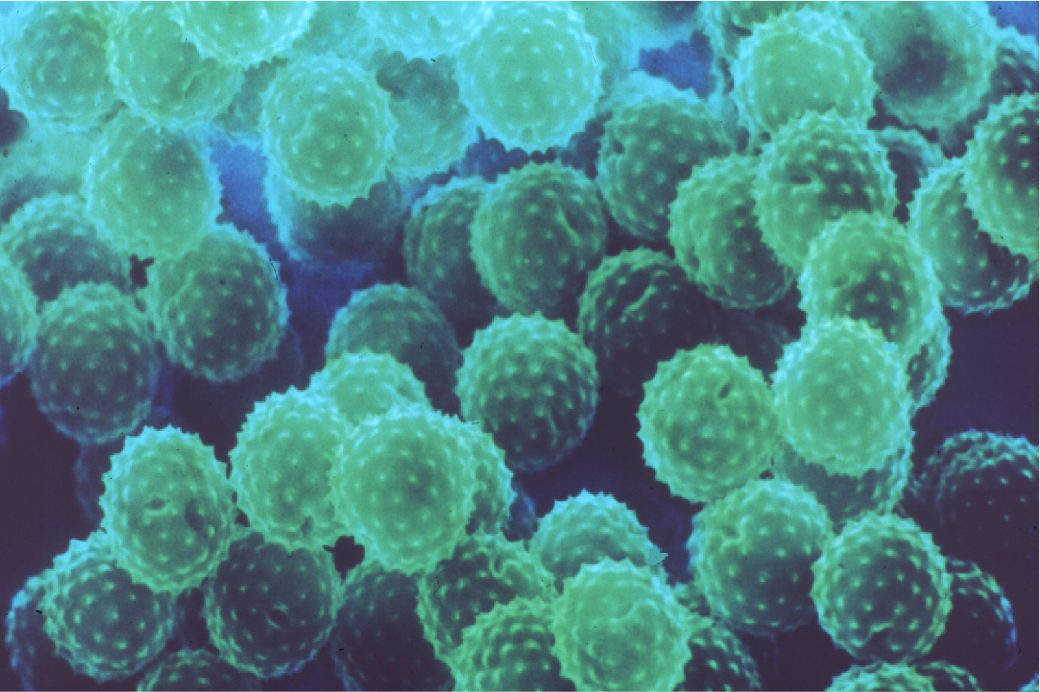what color is ragweed pollen what color is ragweed pollen